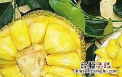菠萝蜜的胶怎么洗 菠萝蜜的胶怎么洗下去