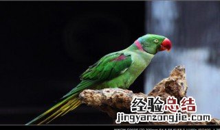 大绯胸鹦鹉习性 大绯胸鹦鹉特点