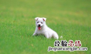 怎么给狗狗加营养 如何给狗狗补充营养