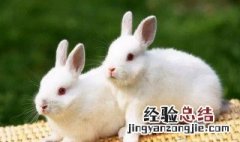 兔子吃土豆会中毒吗 兔子吃马铃薯吗