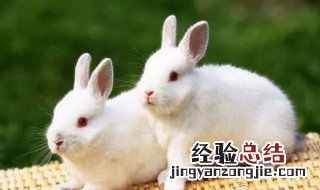 兔子吃土豆会中毒吗 兔子吃马铃薯吗