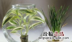 剑兰插花瓶水养怎么养 剑兰插花瓶水养怎么养 和玫瑰放一起 玫瑰干了