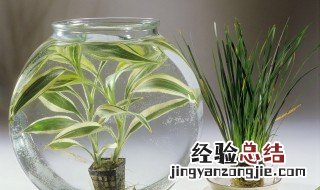 剑兰插花瓶水养怎么养 剑兰插花瓶水养怎么养 和玫瑰放一起 玫瑰干了