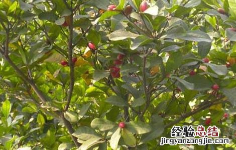 神秘果要怎么吃才能达到功效 神秘果怎么吃最好
