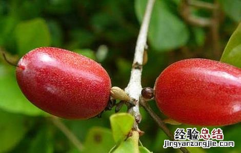 神秘果要怎么吃才能达到功效 神秘果怎么吃最好
