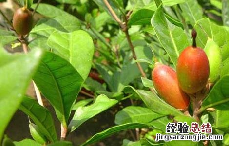 神秘果要怎么吃才能达到功效 神秘果怎么吃最好