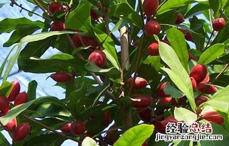神秘果要怎么吃才能达到功效 神秘果怎么吃最好