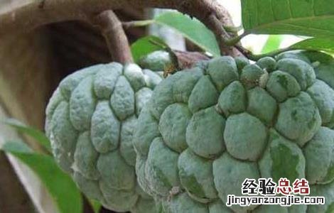 释迦果怎么吃最好 释迦果怎么吃有什么好处