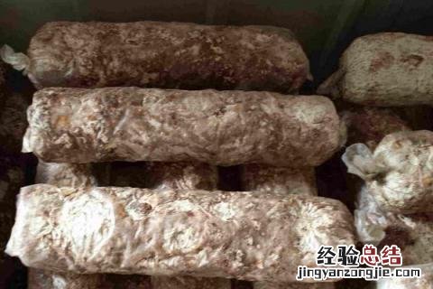 如何种植平菇菌包 菌菇包怎么种植