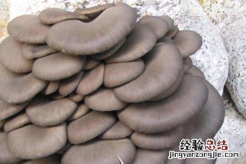 如何种植平菇菌包 菌菇包怎么种植