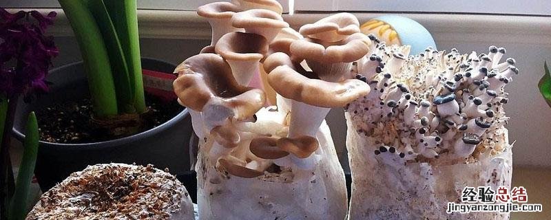如何种植平菇菌包 菌菇包怎么种植