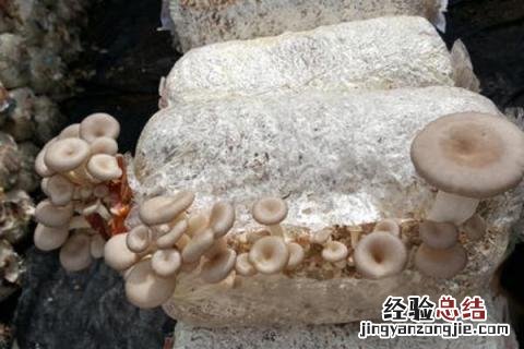 如何种植平菇菌包 菌菇包怎么种植