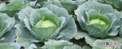 农作物蔬菜亩产多少斤 蔬菜亩产量一般多少斤
