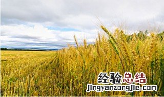 矮抗58小麦缺点 矮抗58小麦缺点是什么