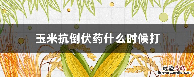 玉米抗倒伏药什么时候打 玉米抗倒伏什么时间打最好
