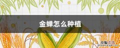 金蝉怎么种植养殖 金蝉怎么种植