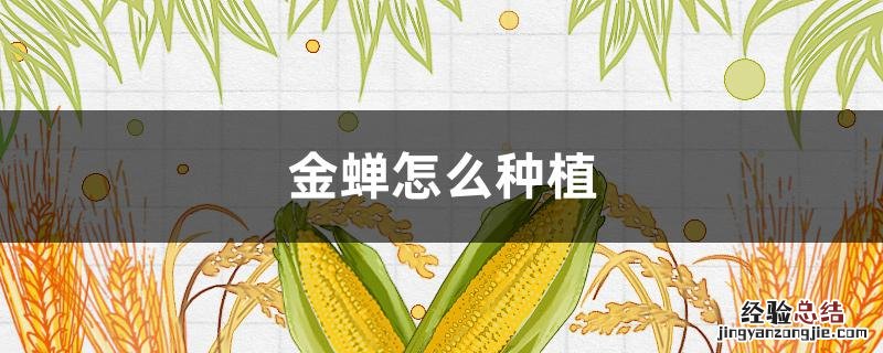 金蝉怎么种植养殖 金蝉怎么种植