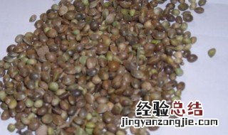 君子兰腰肥是什么 君子兰腰肥是什么意思