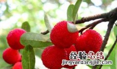 杨梅树北方可以种植吗 杨梅树苗北方能栽植吗