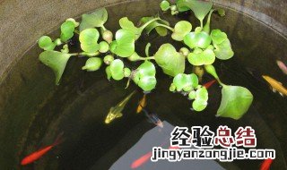 养鱼的水可以浇花吗有促进开花吗 养鱼的水可以浇花吗