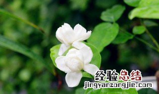 非洲茉莉不开花是什么原因 茉莉不开花是什么原因