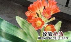 君子兰用什么肥料最好那个混瓦盒养君子兰好吗 君子兰用什么肥料最好
