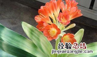 君子兰用什么肥料最好那个混瓦盒养君子兰好吗 君子兰用什么肥料最好