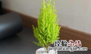 香松盆栽养殖方法和注意事项 香松盆栽养殖方法