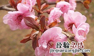 家养花如何使花卉长得紧凑 家养花如何使花卉长得紧凑些