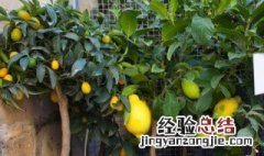 盆栽柠檬的养殖方法 盆栽柠檬怎么养殖