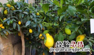盆栽柠檬的养殖方法 盆栽柠檬怎么养殖