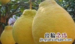 柚子在北方能种植吗农村 柚子在北方能种植吗