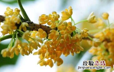 桂花酒的制作方法 糯米桂花酒的制作方法