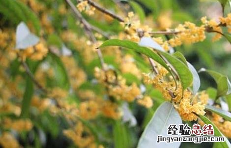 桂花酒的制作方法 糯米桂花酒的制作方法