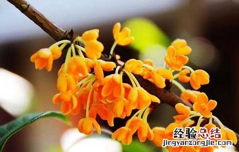 桂花酒的制作方法 糯米桂花酒的制作方法