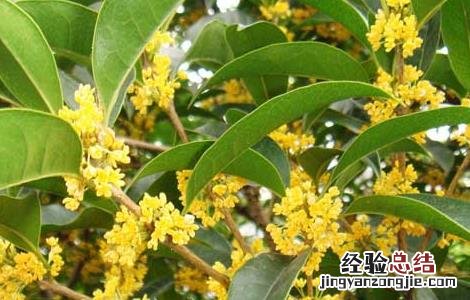 桂花酒的制作方法 糯米桂花酒的制作方法