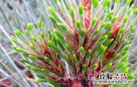 松花粉的吃法有哪些功效 松花粉的吃法有哪些