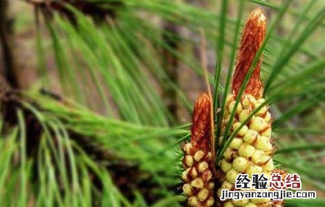 松花粉的吃法有哪些功效 松花粉的吃法有哪些