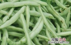 四季豆的做法大全 四季豆的做法大全家常