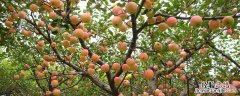 植物化肥中毒怎么办 果树肥料中毒怎么办