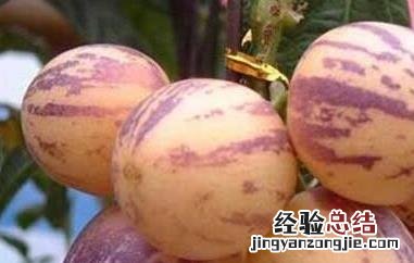 人参果的皮怎么去 人参果皮怎么去皮