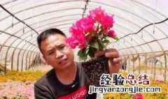 三角梅翻盆多久可见阳光 三角梅翻盆多久可见阳光了