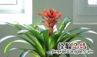 鸿运当头几天浇一次,怎么浇水 鸿运当头多久浇一次水