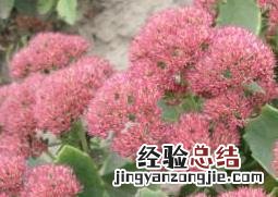 八宝景天的功效与作用 八宝景天的功效与作用治疗癌症吗