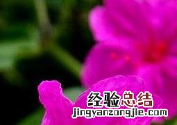 紫茉莉的药用功效与常见用法 紫茉莉的药用功效与常见用法图片