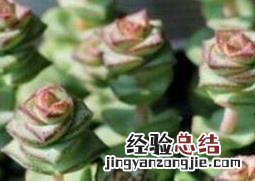 钱串子如何养殖 钱串子如何养殖