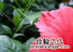 扶桑花的功效与作用 扶桑花有什么功效与作用