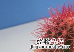 仙人球如何养殖? 仙人球如何养殖
