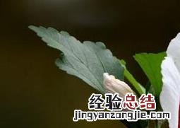 扶桑的养殖方法与注意事项图片 扶桑的养殖方法与注意事项