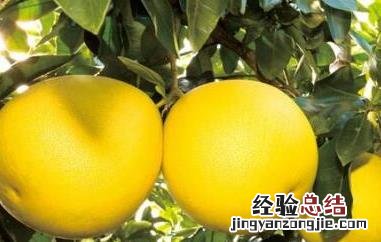 蜜柚的功效与作用及禁忌症是什么 蜜柚的功效与作用及禁忌